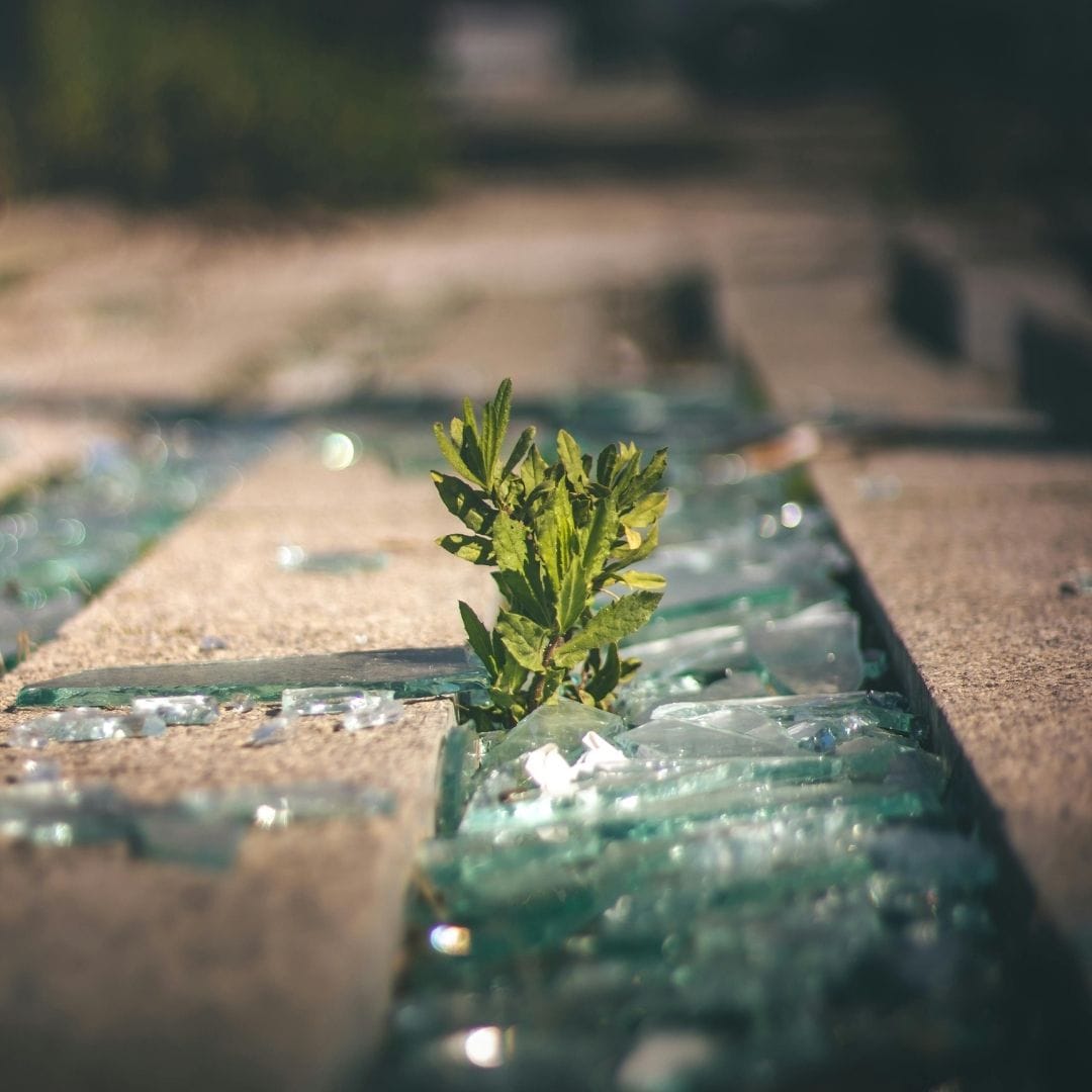A detailed, close-up photograph capturing a vibrant green weed or small plant aggressively growing out of a crack between rough, concrete pavement tiles.